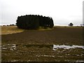 Roundel woodland, Lochton