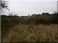 Wetland beside the Knapp Burn