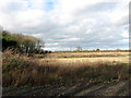 Fields north of Rectory Road