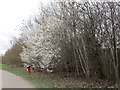 Blackthorn and dog poo bin