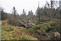 SJ0220 : Storm damage in the forest by Bill Boaden