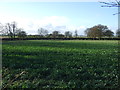 Crop field west of the A165