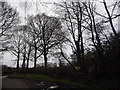 Trees by Mole Street, Ockley