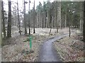 Path, Templeton Woods