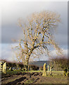 Tree seen between gateposts