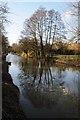 Trees reflected in the Stroudwater Canal