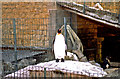 Penguin at Birdland