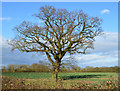 Farmland, Burghfield, Berkshire