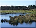 Pond on Church Farm