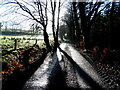 Lane in shadow, Loughmuck