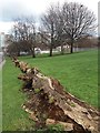 Tree trunk barrier