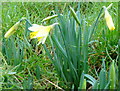 Wild daffodil, Narcissus pseudonarcissus