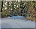 Deer, Crossing Clay Lane