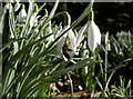 ST7074 : A bee on a Snowdrop by Neil Owen