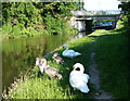 Family of swans along the Trent & Mersey Canal