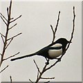 SJ9594 : Magpie (Pica pica) by Gerald England