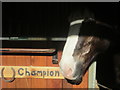 Champion the horse at Kentish Town City Farm