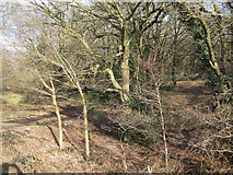 SP3476 : Woodland in the valley of the River Sherbourne, Whitley, Coventry by Robin Stott