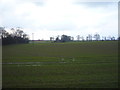 Crop field off National Cycle Route 1