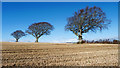 NH6363 : Three trees in a large field by Julian Paren