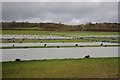 Polythene sheeting on a field