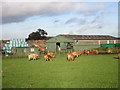 SE5317 : Cattle at Little Grove Farm by Jonathan Thacker