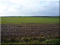 Crop field near Stockendale Farm