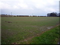 Young crop field near Muston Wold Farm