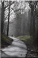 Woodland road above Overbury Park