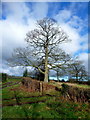 Specimen oak at The Parks