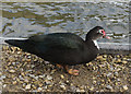 TL5479 : Muscovy Duck, Ely by Hugh Venables