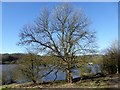 SD7314 : Tree by the reservoir by Philip Platt