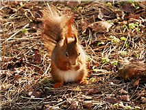 SD2708 : Red Squirrel (Sciurus vulgaris) at Formby by David Dixon