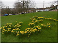 Daffodils at Rushdene Avenue, East Barnet