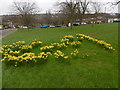 Daffodils at Rushdene Avenue, East Barnet