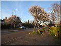 Blossom on Milton Road