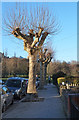 Pollarded trees, Hornsey