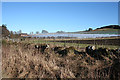 A Field of Polytunnels