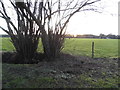 Trees by Robin Hood Lane, Sutton Green