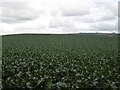 Brassica crop, Braideston