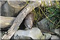 SO7104 : North American River Otter by Philip Halling