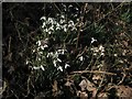 Hedgerow Snowdrops