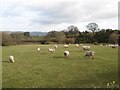 SH8674 : Sheep at Nant-gochel by Jonathan Wilkins