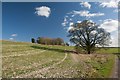 Bridleway near Thorncombe Farm