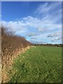SJ7852 : Audley: public footpath along field edge near Millend by Jonathan Hutchins