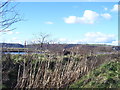 Bull rushes and water tanks at Brill