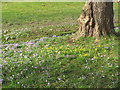 SU9770 : Daffodils and crocuses, Savill Garden by David Hawgood