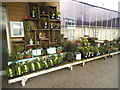 Plants outside Garson Farm shop