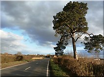 SK7698 : Lone Scots Pine on Akeferry Road by Jonathan Clitheroe
