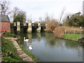 Swans at Radcot Bridge